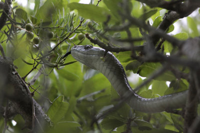 Black Mamba, Dendroaspis polylepis