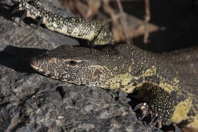 Nile Monitor, Varanus niloticus