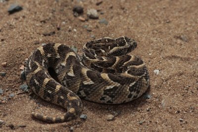 Puff Adder, Bitis arietans (Pufform)