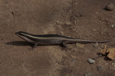 Skink, Mabuya sp.