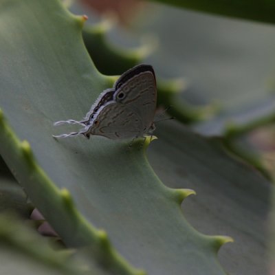 Tailed Black-eye, Leptomyrina hirundo (Lyacaeninae - Blåvingar)