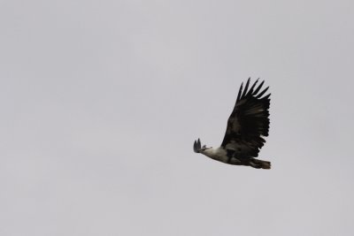 African Fish-eagle, Haliaeetus vocifer (Afrikansk havsörn)