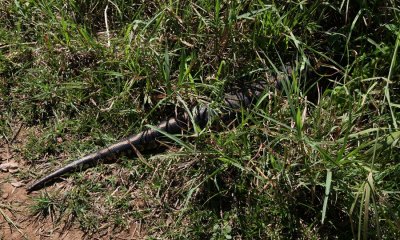 African Rock Python, Python sebae (Klippytonorm)