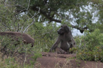 Chacma Baboon, Papio Ursinus