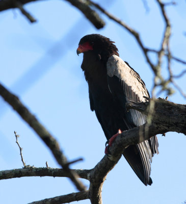 Bateleur, Terathopius ecaudatus (Gycklarörn)