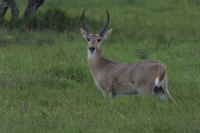 Southern Reedbuck, Redunca arundinum