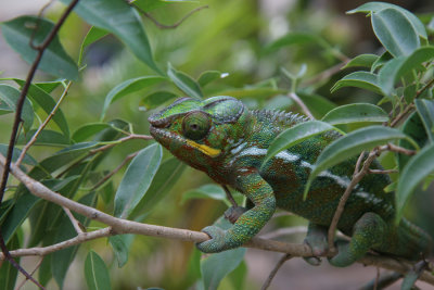 Chameleon sp.