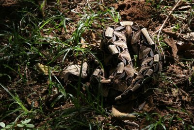 Gaboon Adder, Bitis gabonica