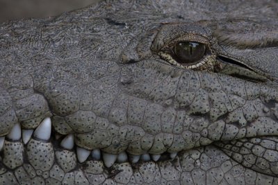 Nile Crocodile, Crocodylas niloticus