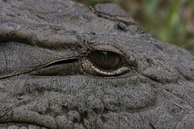 Nile Crocodile, Crocodylas niloticus