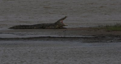 Nile Crocodile, Crocodylas niloticus