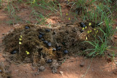 Dung beetles