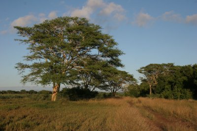 Fever Tree, Acacia xanthophloea