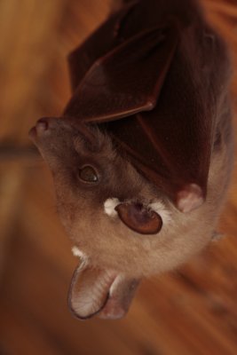Epauletted Fruit Bat, Epomophorus sp.