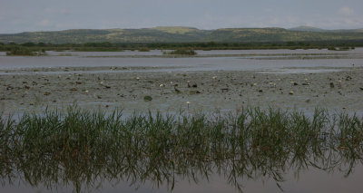 Lake view in Mkhuze game reserve