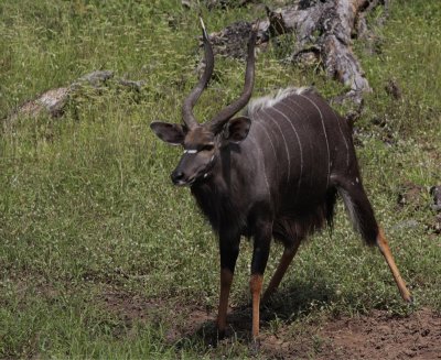 Nyala (Lesser kudu), Tragelaphus imberbis