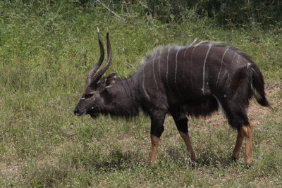 Nyala (Lesser kudu), Tragelaphus imberbis