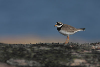 Common Ringed Plover, Charadrius hiaticula (Störrre strandpipare)