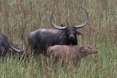 Indian Buffalo, Bubalus bubalus