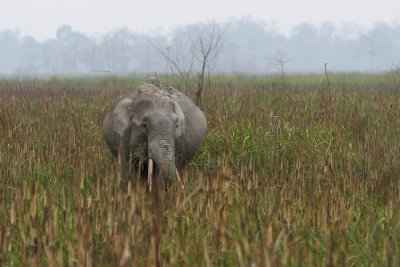 Indian Elephant, Elephas maximus