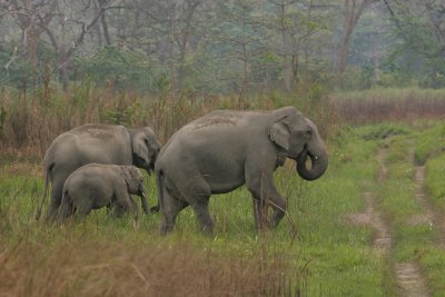 Indian Elephant, Elephas maximus