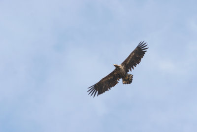 White-tailed Sea-eagle, Haliaeetus albicilla (Havsrn)