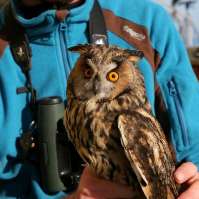 Long-eared Owl, Asio otus (Hornuggla)