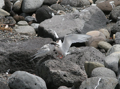 Roseate Tern, Rosentrna, Sterna dougallii