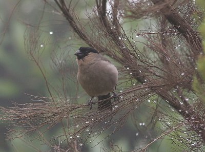 Azores Bullfinch, Azorisk domherre, Pyrrhula murina