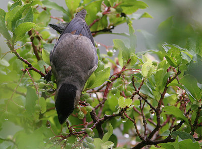 Azores Bullfinch, Azorisk domherre, Pyrrhula murina