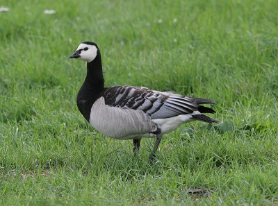 Barnacle Goose, Vitkindad gås, Branta leucopsis
