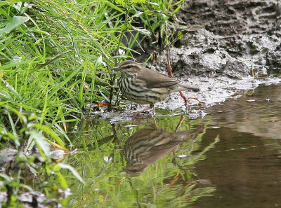 Northern Waterthrush, Nordlig piplrksngare, Seiurus noveboracensis