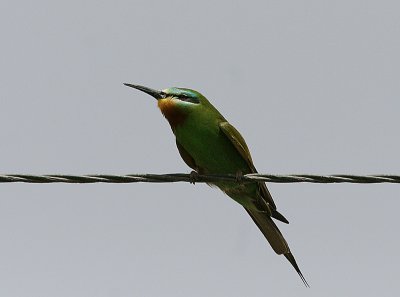 Blue-cheeked Bee-eater, Grn bitare, Merops orientalis