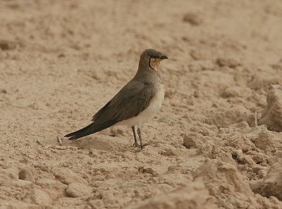 Black-winged Pratincole, Svartvingad vadasvala, Glareola nordmanni