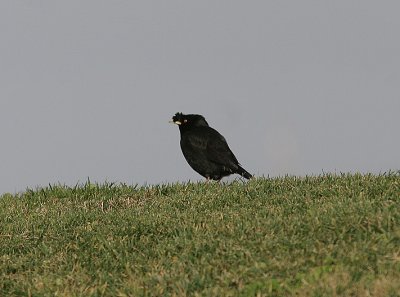 Crested Myna, Strre tofsmajna, Acridotheres cristatellus