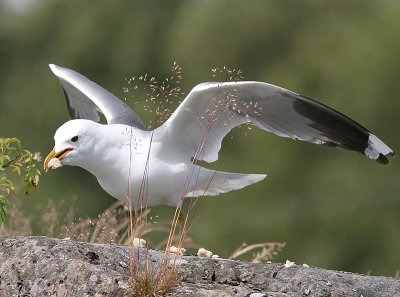 Mew Gull, Fiskms, Larus canus