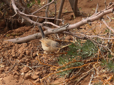 Tristram's Warbler, Atlasngare, Sylvia deserticola