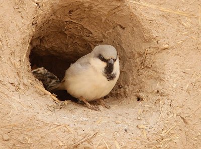 Desert Sparrow, kensparv, Passer simplex