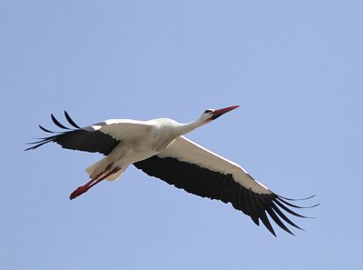 White Stork, Vit stork, Ciconia ciconia