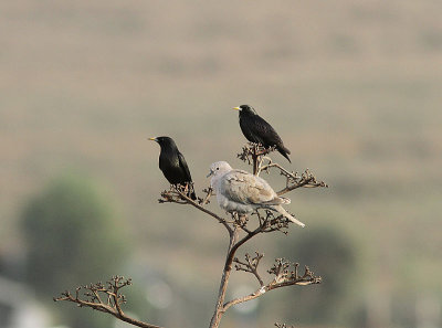 Eurasian Collared Dove, Turkduva, Streptopelia decaocto
