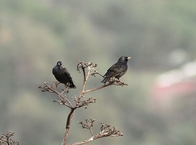 Spotless Starling, Svartstare, Sturnus unicolor