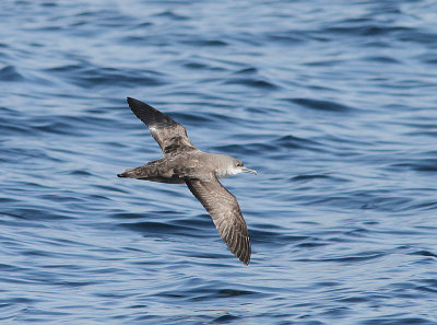 Balearic Shearwater, Balearisk lira, Puffinus mauretanicus