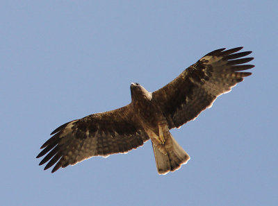 Booted Eagle, Dvrgrn, Aquila pennata
