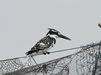 Pied Kingsfisher, Gråfiskare, Ceryle rudis
