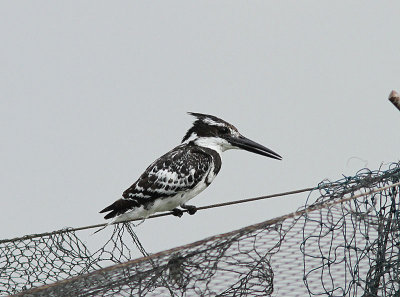 Pied Kingsfisher, Grfiskare, Ceryle rudis