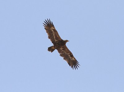 Steppe Eagle, Stpprn, Aquila nipalensis