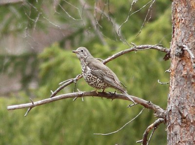 Mistle Thrush, Dubbeltrast, Turdus viscivorus