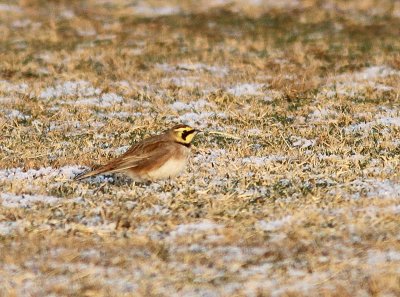 Horned Lark, Berglrka, Eremophilla alpestris