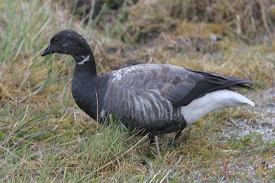 Brent Goose, Prutgås, Branta bernicla