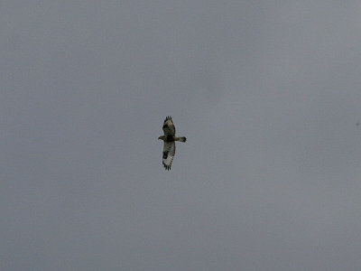 Rough-legged Hawk, Fjllvrk, Buteo lagopus